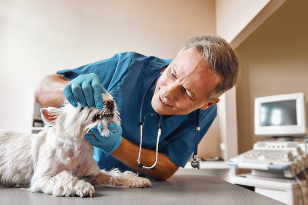 Best Emergency Dental Care for Trauma or Injury in Staples, MN